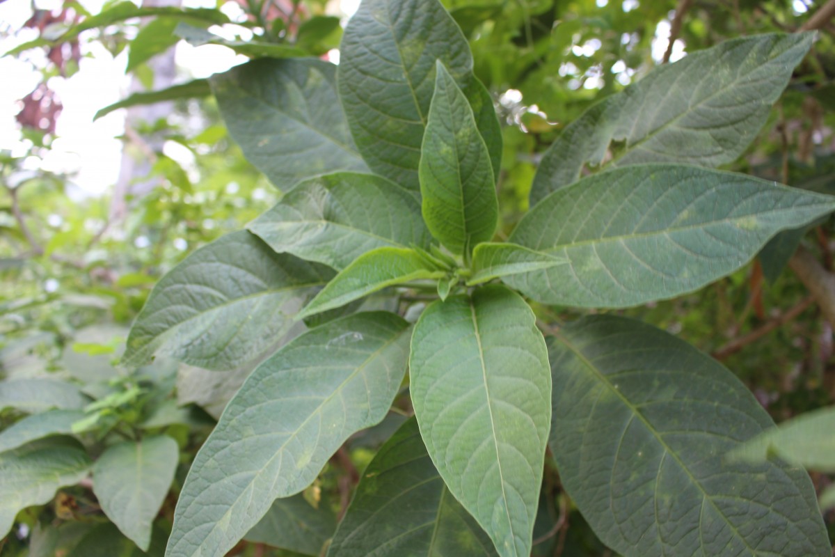 Brugmansia suaveolens (Humb. & Bonpl. ex Willd.) Sweet